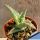 Aloe castilloniae Madagascar
