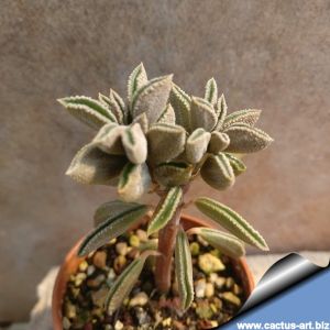 Peperomia wolfgang-krahnii