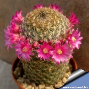 Mammillaria matudae spinosior