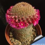 Mammillaria matudae spinosior