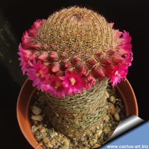 Mammillaria matudae v. spinosior
