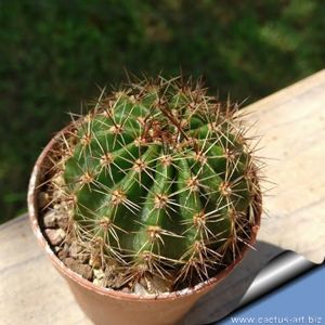 Echinopsis hybrid rosso mattone ++ / brick red