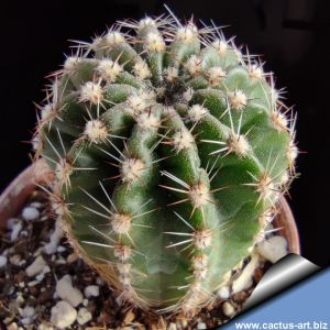 Echinopsis hybrid giallo aranciato ++++ / orangish red