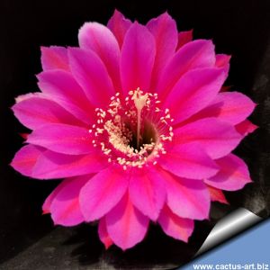 Echinopsis hybrid viola chiaro +++ / light purple