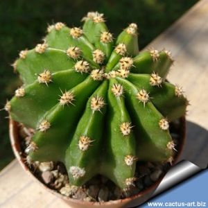 Echinopsis hybrid rosa bello +++ / beautiful pink