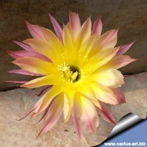 Echinopsis hybrid giallo bordi lilla / yellow lilac borders