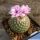 Gymnocactus saueri v. septentrionalis (syn: Turbinicarpus saueri ssp. septentrionalis)