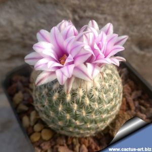Gymnocactus saueri v. septentrionalis (syn: Turbinicarpus saueri ssp. septentrionalis)