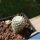 Gymnocactus saueri v. septentrionalis (syn: Turbinicarpus saueri ssp. septentrionalis)