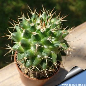 Mammillaria hybrid multiprolifera
