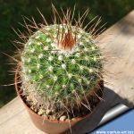 Mammillaria variaculeata