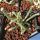 Avonia albissima (Anacampseros albissima)