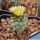 Turbinicarpus flaviflorus f.brevispinus