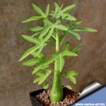 Adenia venenata (caudex)