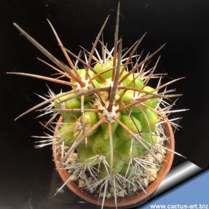 Copiapoa pendulina
