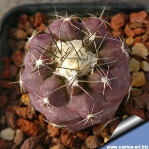 Copiapoa rarissima JFR101 South of Paposo, 02 Antofagasta, Chile