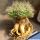 Mammillaria longimamma monstruosa (curly spines)