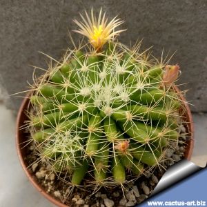 Mammillaria longimamma monstruosa (curly spines)