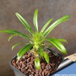 Pachypodium lamerei v. ramosum (thin leaf form)