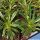 Pachypodium lamerei v. ramosum (thin leaf form)