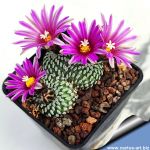 Turbinicarpus pseudopectinatus (Pelecyphora pseudopectinata)