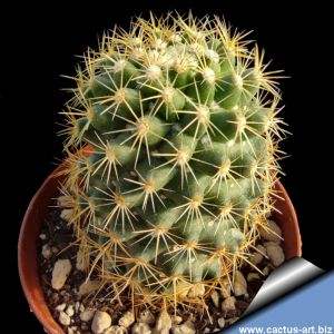 Coryphantha erecta SB508 Metztitlan, Hidalgo, Mexico