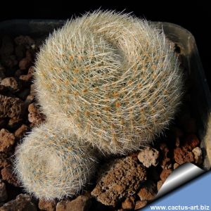 Rebutia albopectinata