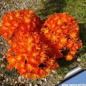 Rebutia albopectinata