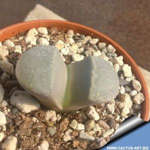 Lithops divergens v. amethystina C201 60km West-North-West of Loeriesfontein, Cape Province