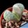 Lithops helmutii