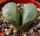 Lithops helmutii