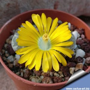 Lithops helmutii