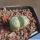 Lithops helmutii