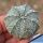 Astrophytum hybrid AS-CO F1 (asterias x coahuilense)