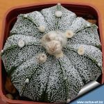 Astrophytum hybrid AS-CO F1 (asterias x coahuilense)