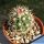 Echinocereus roetteri Orogrande, New Mexico, USA
