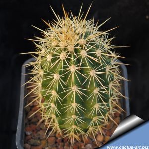 Echinocereus roetteri Orogrande, New Mexico, USA