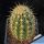Echinocereus roetteri Orogrande, New Mexico, USA