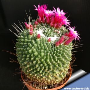 Mammillaria spinosissima cv. Un Pico forma montruosa (subnuda)