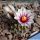 Turbinicarpus andersonii