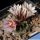 Turbinicarpus andersonii