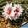 Turbinicarpus andersonii