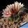 Turbinicarpus andersonii