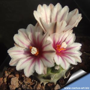 Turbinicarpus andersonii