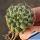 Mammillaria sphaerica "Tonda" (round form)