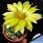 Mammillaria sphaerica "Tonda" (round form)