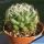 Mammillaria sphaerica "Tonda" (round form)