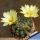 Mammillaria sphaerica "Tonda" (round form)