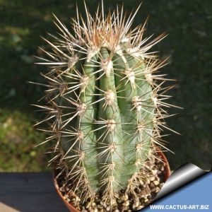 Pachycereus pringlei