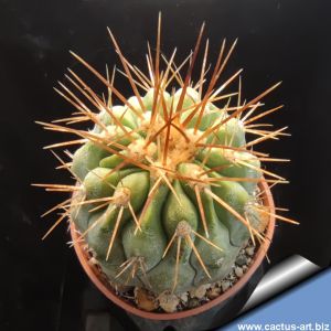 Copiapoa haseltoniana